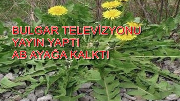 Kansere İlaç Olan Karahindiba Bitki Çayı