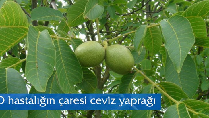 Ceviz Yaprağı İle Şeker, Kabızlık, Bağırsak Kurdu ve Sindirim Hastalıklarına Son